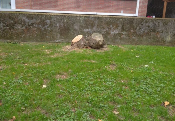 Andrade denuncia la indiscriminada y continua tala de árboles en Getxo