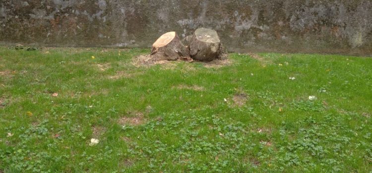 Andrade denuncia la indiscriminada y continua tala de árboles en Getxo